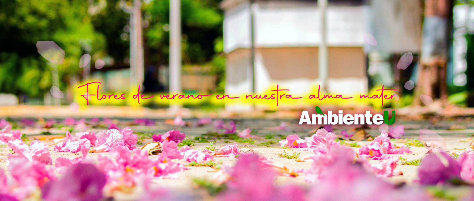Slide-flor-de-roble-1