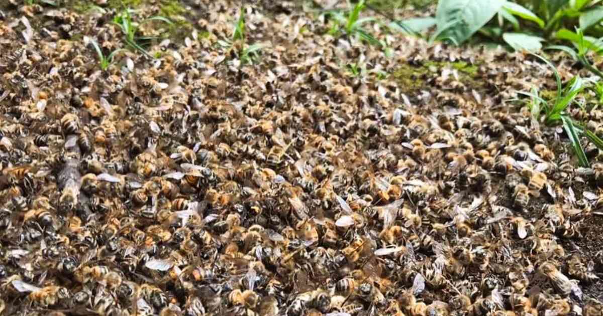El día mundial de las abejas fue establecido por la ONU para destacar la importancia de las abejas en la producción agrícola y la biodiversidad.