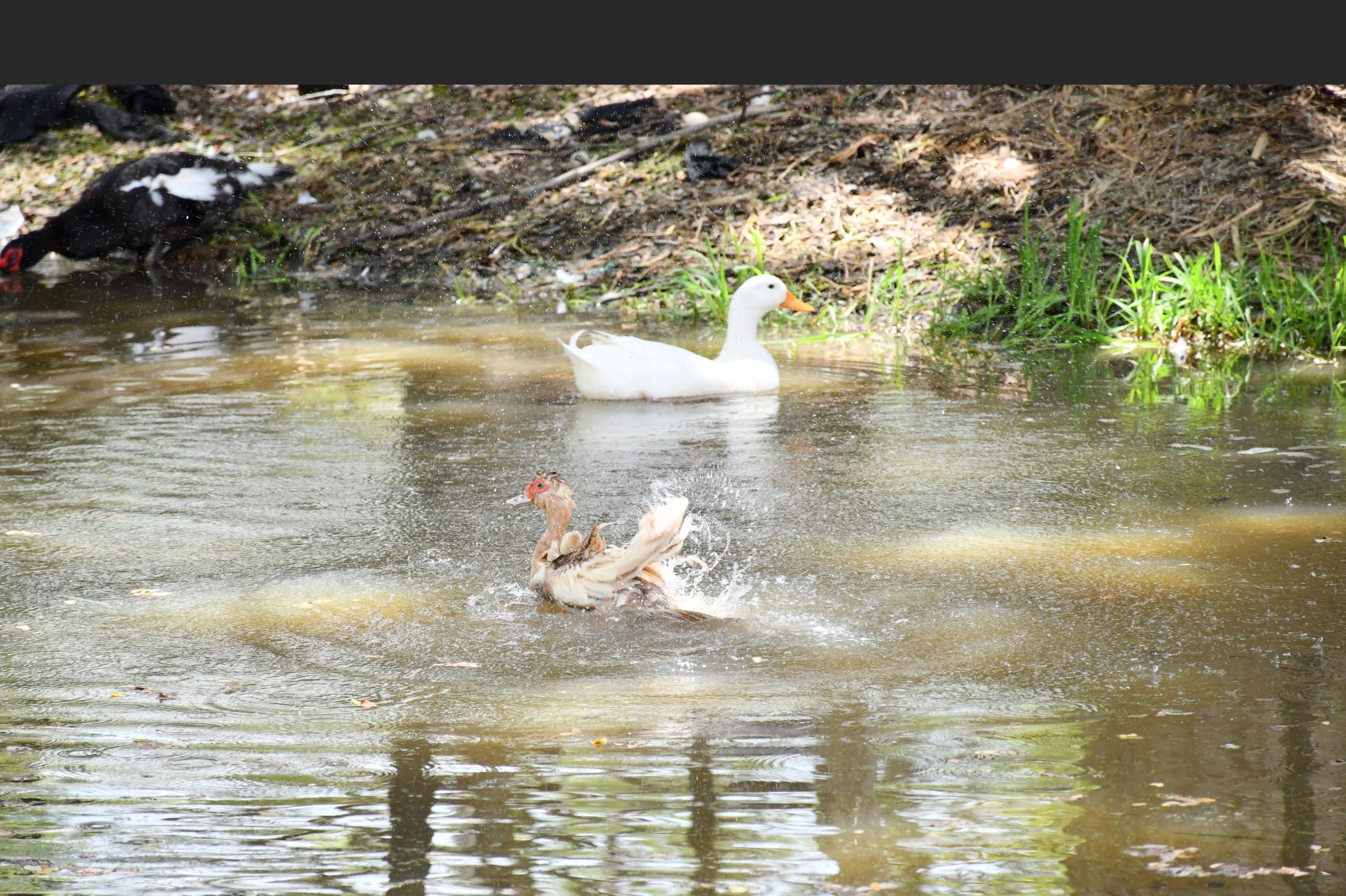 La cría de patos es otro de los sistemas de producción que propone Unicórdoba.