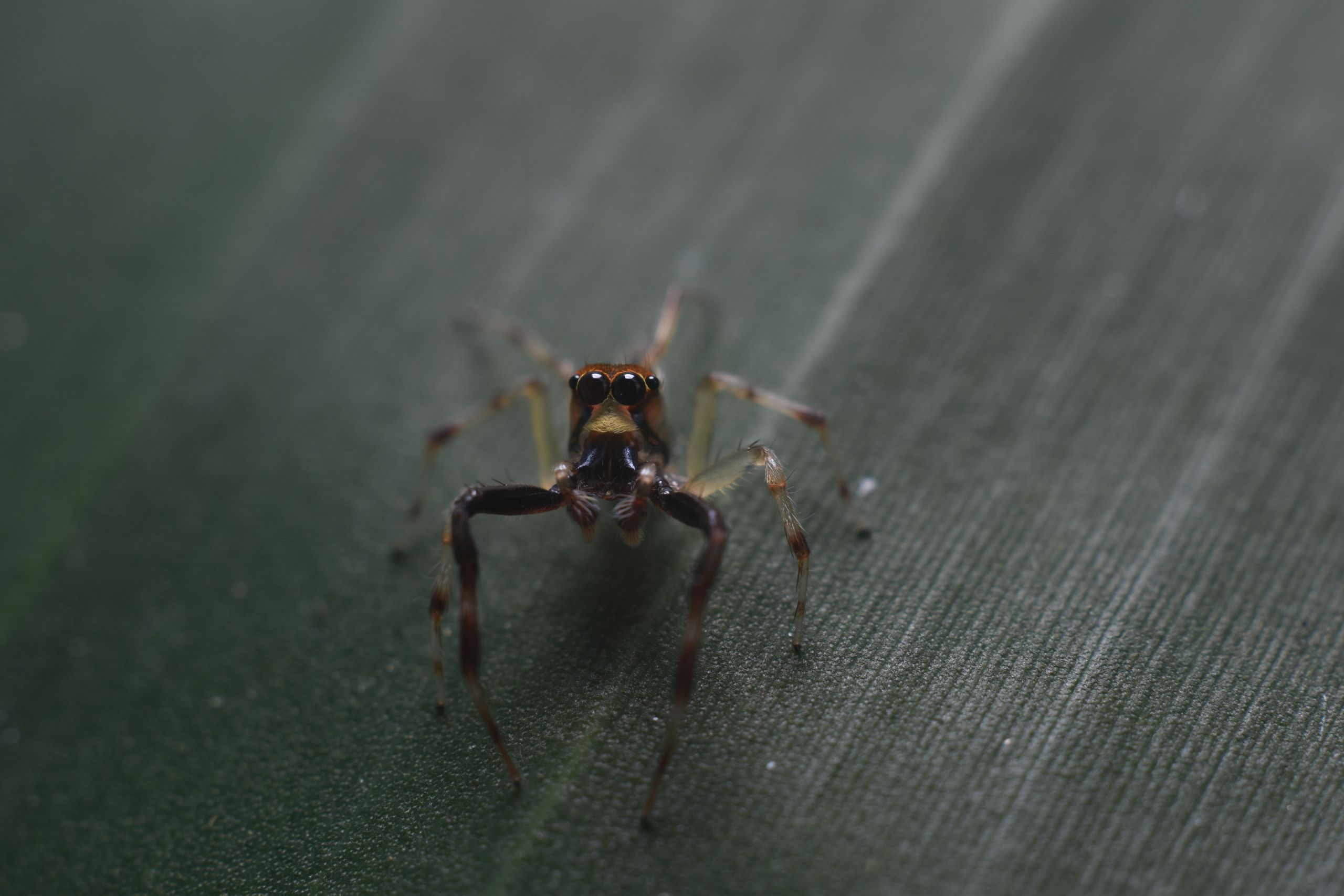 Esta es la araña saltarina Noegus Sombrerovueltiao, descrita por científicos unicordobeses.